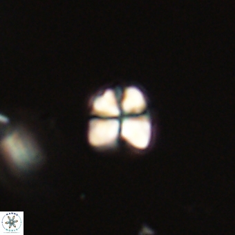 Sphenolithus orthogonio 67632