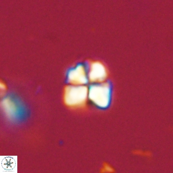 Sphenolithus orthogonio 67633