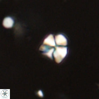 Sphenolithus orthogonio 67638