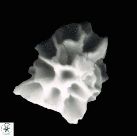 Sphenolithus moriformis 997 22
