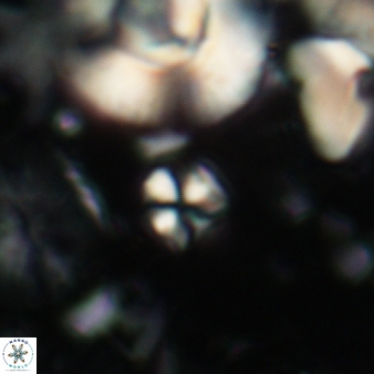 Sphenolithus moriformis 101