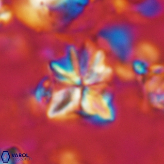 Sphenolithus moriformis 177