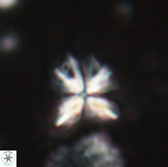 Sphenolithus moriformis 27158
