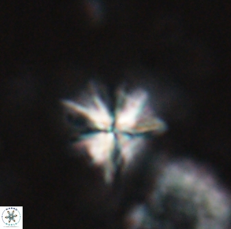 Sphenolithus moriformis 27161