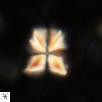 Sphenolithus moriformis 282