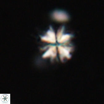 Sphenolithus moriformis 30281