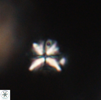 Sphenolithus moriformis 30213