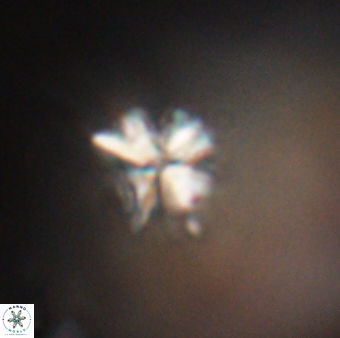 Sphenolithus moriformis 30218