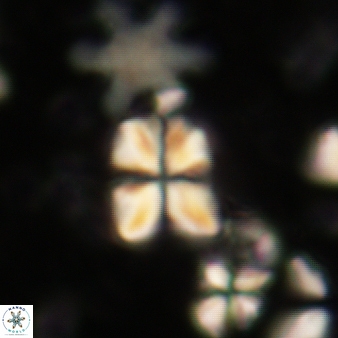 Sphenolithus moriformis 314