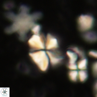 Sphenolithus moriformis 317