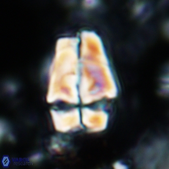 Sphenolithus magnificus 2019