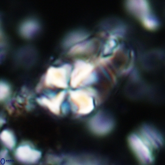 Sphenolithus magnificus 2022