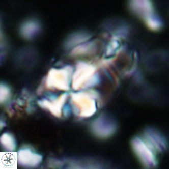 Sphenolithus magnificus 2022