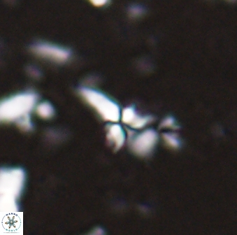 Sphenolithus microdelphix 28037
