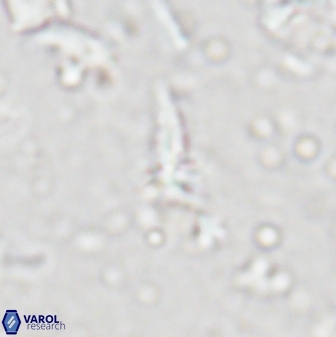 Sphenolithus microdelphix 28039