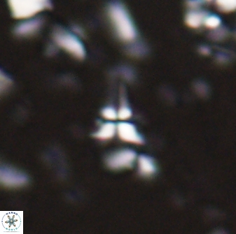 Sphenolithus microdelphix 28033