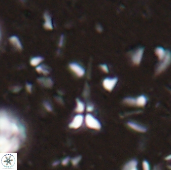 Sphenolithus microdelphix 28084