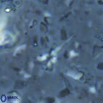 Sphenolithus microdelphix 28090