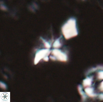 Sphenolithus milanetti 27647