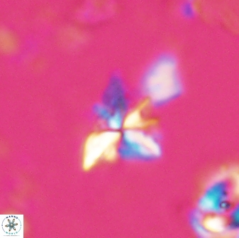 Sphenolithus milanetti 27648