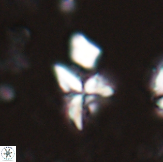 Sphenolithus milanetti 27649