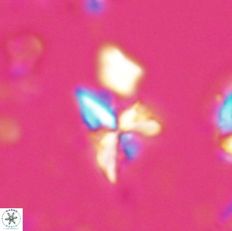 Sphenolithus milanetti 27650