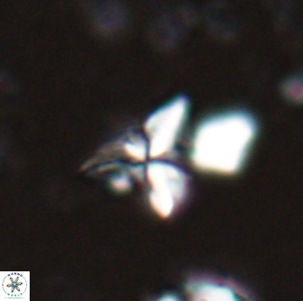 Sphenolithus milanetti 27651