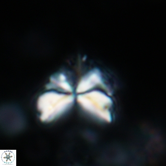 Sphenolithus milanetti 381