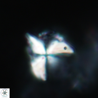Sphenolithus milanetti 384