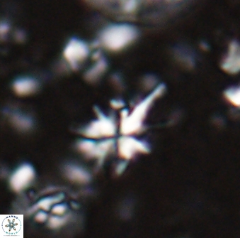 Sphenolithus multispinatus 27993