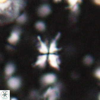 Sphenolithus multispinatus 27990