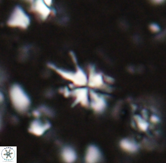 Sphenolithus multispinatus 27994