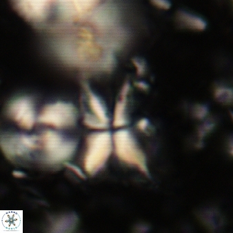 Sphenolithus multispinatus 281