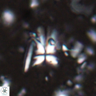Sphenolithus multispinatus 28206