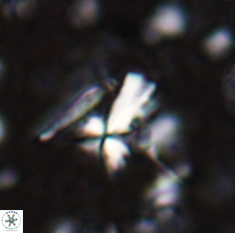 Sphenolithus multispinatus 28213
