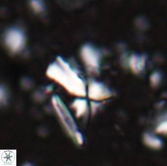 Sphenolithus multispinatus 28210