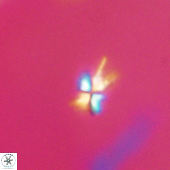 Sphenolithus multispinatus VR 31354