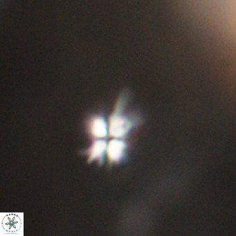 Sphenolithus multispinatus VR 31355