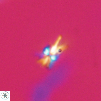 Sphenolithus multispinatus VR 31357