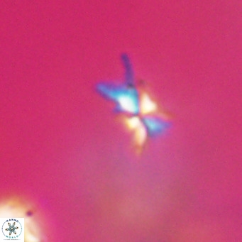 Sphenolithus multispinatus VR 31361
