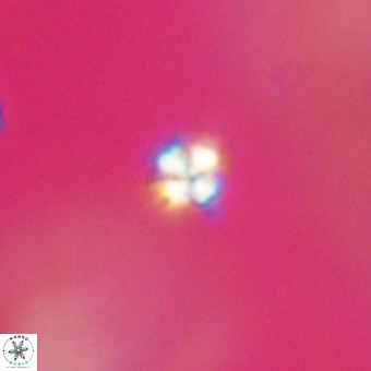 Sphenolithus multispinatus VR 31365