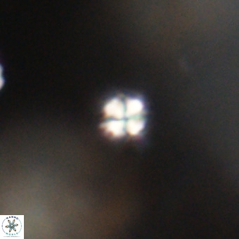 Sphenolithus multispinatus VR 31366