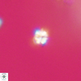 Sphenolithus multispinatus VR 31369