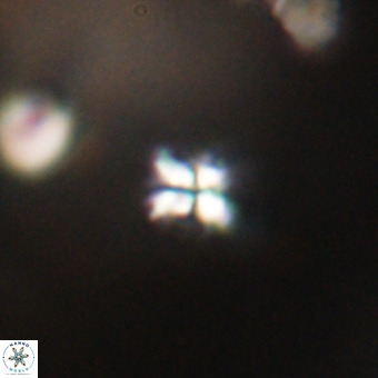 Sphenolithus multispinatus VR 31370