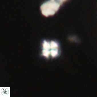 Sphenolithus multispinatus VR 31371