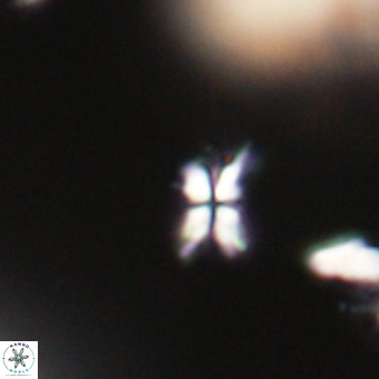 Sphenolithus multispinatus VR 31372