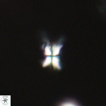 Sphenolithus multispinatus VR 31378