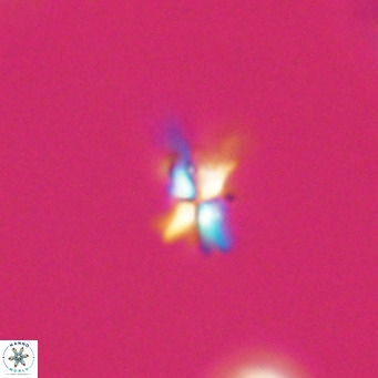Sphenolithus multispinatus VR 31379