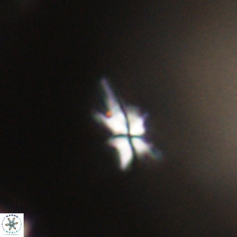 Sphenolithus multispinatus VR 31383