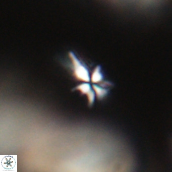 Sphenolithus multispinatus VR 31384
